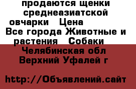 продаются щенки среднеазиатской овчарки › Цена ­ 30 000 - Все города Животные и растения » Собаки   . Челябинская обл.,Верхний Уфалей г.
